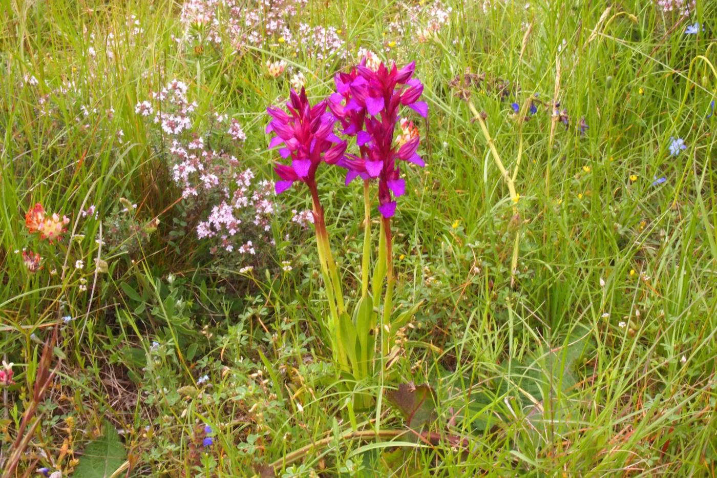 Orchid, Pink Butterfly plant